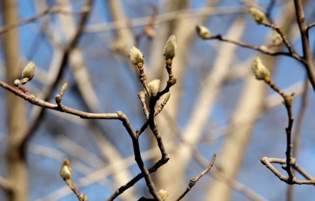 沈阳植物园怎么走，东北三省旅游景点（沈阳市植物园明天起开园）