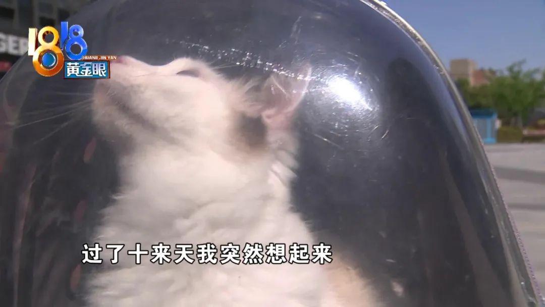 猫血统证书多少钱 猫猫血统证书