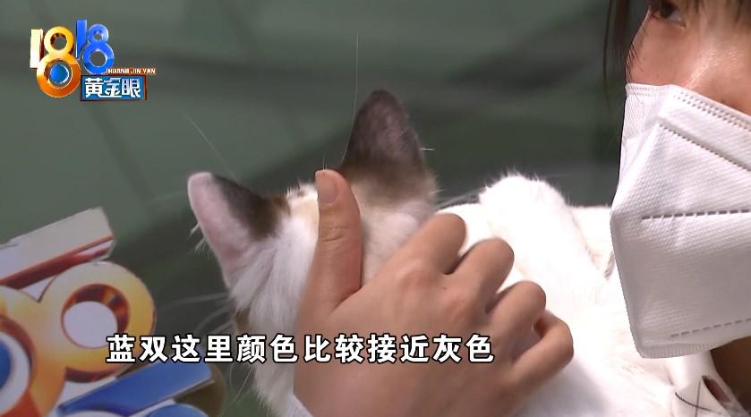 猫血统证书多少钱 猫猫血统证书