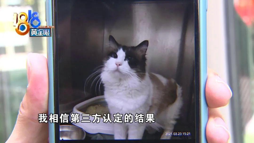 猫血统证书多少钱 猫猫血统证书