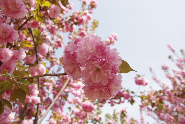 清奇俊秀的意思，“清奇俊秀”（美宿春花︱清奇俊秀福地句容）