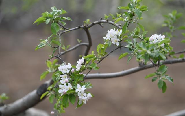 草莓的花是什么颜色，草莓的花是什么颜色应该是（你不知道的蔷薇科：好看又好吃）