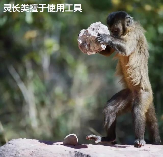 灵长类动物有哪些，四种高级灵长类动物（灵长类：平凡与特殊的矛盾体）