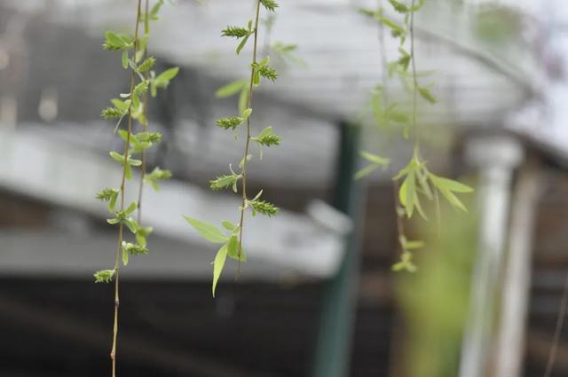 巽怎么读拼音，扒一扒这些与清明有关的诗句中藏着的春季植物