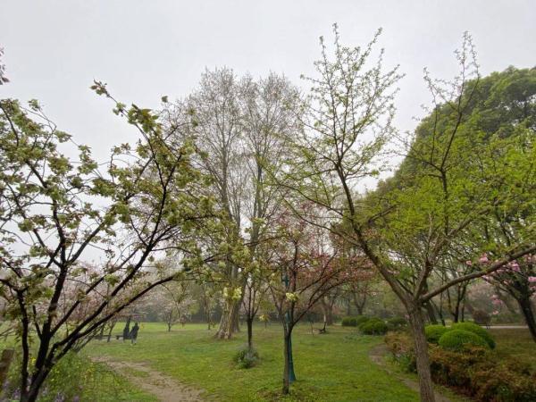 绿色的樱花叫什么，樱花的花朵是什么颜色的（这里的“国宝级”绿樱等你来打卡）