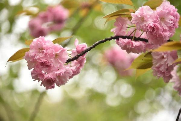 绿色的樱花叫什么，樱花的花朵是什么颜色的（这里的“国宝级”绿樱等你来打卡）