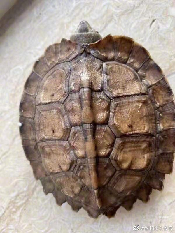 尼罗河巨蜥饲养，尼罗河巨蜥蜴（沈阳一31岁男子饲养两只国家二级重点保护动物被刑拘）