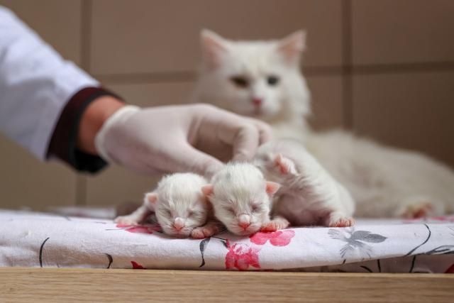土耳其梵猫幼猫图片，土耳其梵猫的图片（土耳其新生梵猫宝宝亮相萌化人心）