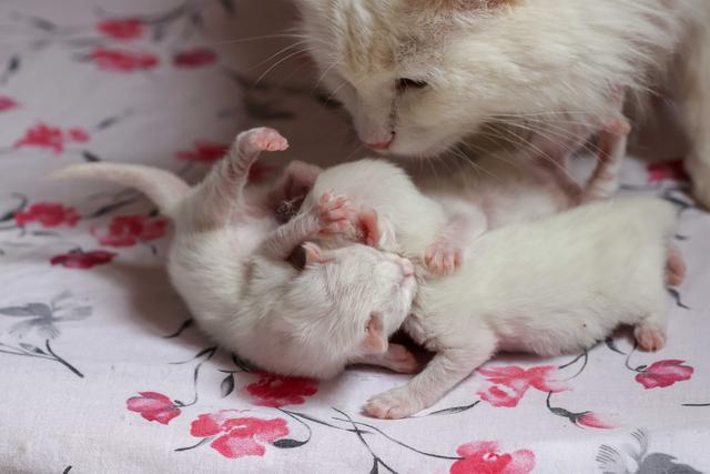 土耳其梵猫幼猫图片，土耳其梵猫的图片（土耳其新生梵猫宝宝亮相萌化人心）