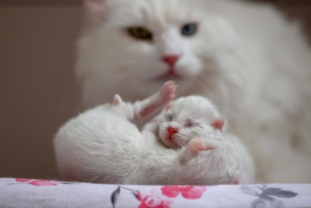 土耳其梵猫幼猫图片，土耳其梵猫的图片（土耳其新生梵猫宝宝亮相萌化人心）