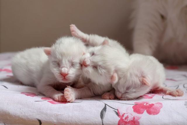 土耳其梵猫幼猫图片，土耳其梵猫的图片（土耳其新生梵猫宝宝亮相萌化人心）