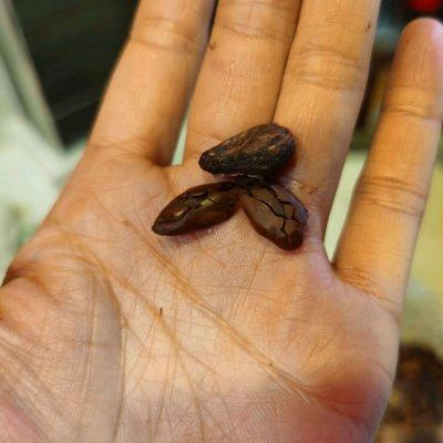 巧克力怎么做才好吃，巧克力怎么做才好吃窍门（自制巧克力）