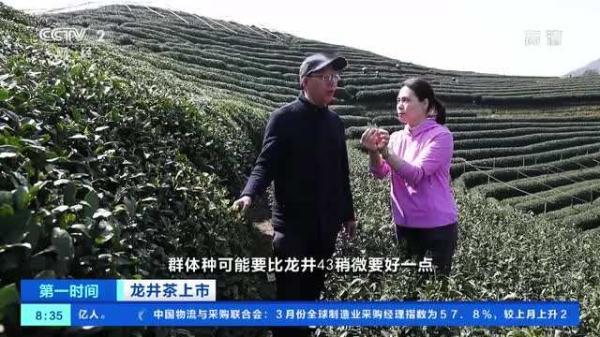 龙井茶产地，正宗的西湖龙井茶多少钱一斤（同一产地，价格为啥差1倍）