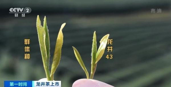 龙井茶产地，正宗的西湖龙井茶多少钱一斤（同一产地，价格为啥差1倍）