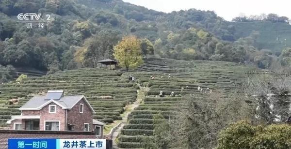 龙井茶产地，正宗的西湖龙井茶多少钱一斤（同一产地，价格为啥差1倍）