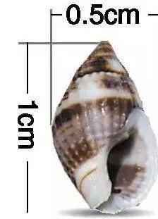 螺的种类和图片，螺的种类图片及名称（福建这种螺千万别吃）