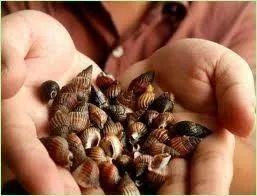 螺的种类和图片，螺的种类图片及名称（福建这种螺千万别吃）