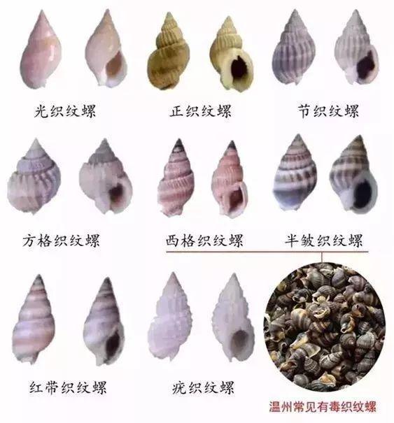 螺的种类和图片，螺的种类图片及名称（福建这种螺千万别吃）