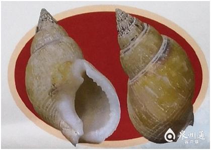 螺的种类和图片，螺的种类图片及名称（福建这种螺千万别吃）