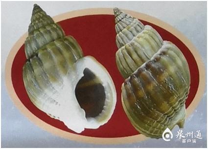螺的种类和图片，螺的种类图片及名称（福建这种螺千万别吃）