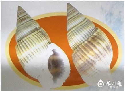 螺的种类和图片，螺的种类图片及名称（福建这种螺千万别吃）
