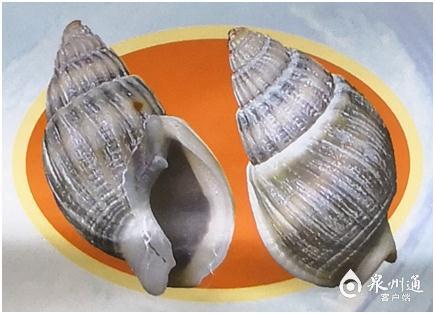螺的种类和图片，螺的种类图片及名称（福建这种螺千万别吃）