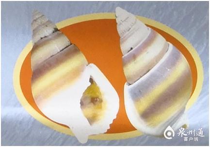 螺的种类和图片，螺的种类图片及名称（福建这种螺千万别吃）