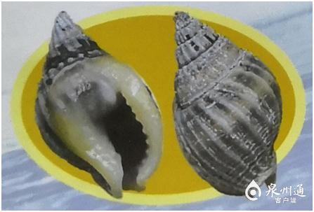 螺的种类和图片，螺的种类图片及名称（福建这种螺千万别吃）