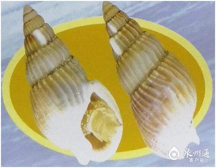 螺的种类和图片，螺的种类图片及名称（福建这种螺千万别吃）