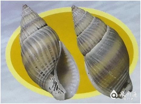 螺的种类和图片，螺的种类图片及名称（福建这种螺千万别吃）