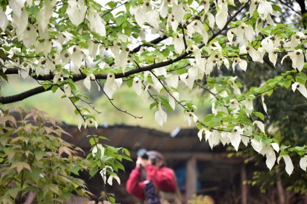 珙桐又被称为&ldquo;中国鸽子树&rdquo;，是因为什么原因（花开引客来）