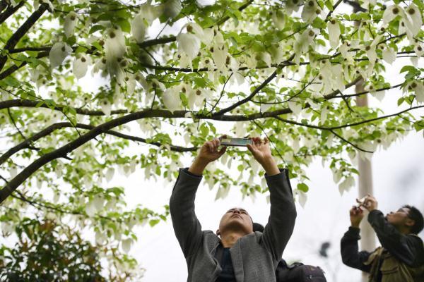 珙桐又被称为&ldquo;中国鸽子树&rdquo;，是因为什么原因（花开引客来）