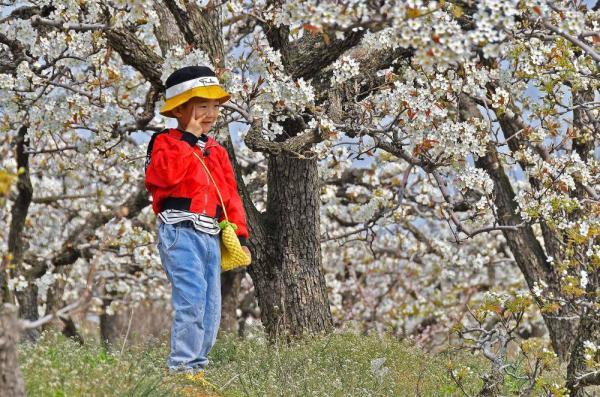 珙桐又被称为&ldquo;中国鸽子树&rdquo;，是因为什么原因（花开引客来）