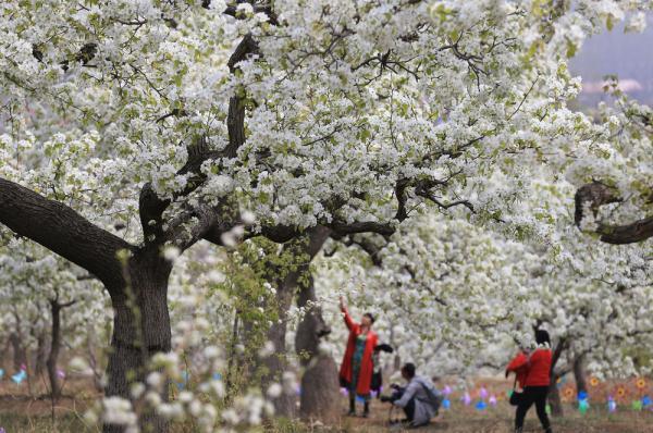 珙桐又被称为&ldquo;中国鸽子树&rdquo;，是因为什么原因（花开引客来）