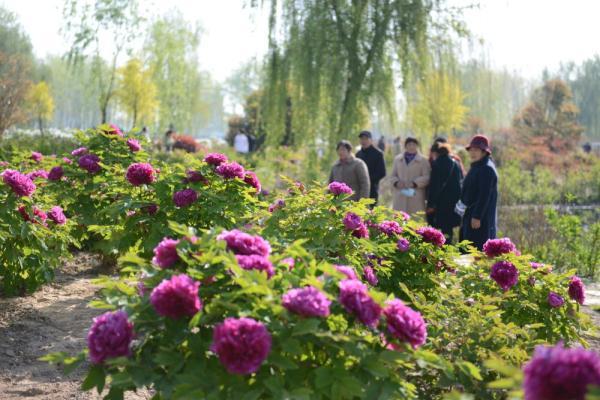 珙桐又被称为&ldquo;中国鸽子树&rdquo;，是因为什么原因（花开引客来）