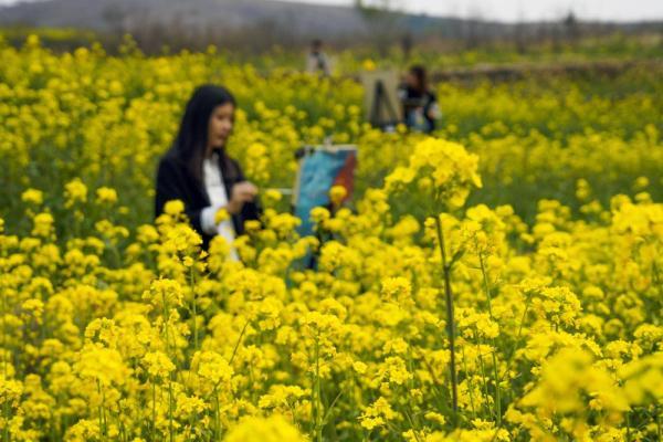 珙桐又被称为&ldquo;中国鸽子树&rdquo;，是因为什么原因（花开引客来）