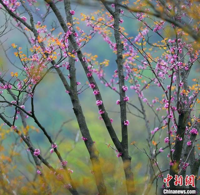 紫金花树图片大全，紫荆花树有几种品种（三峡百里荒：紫荆漫山若云霞）