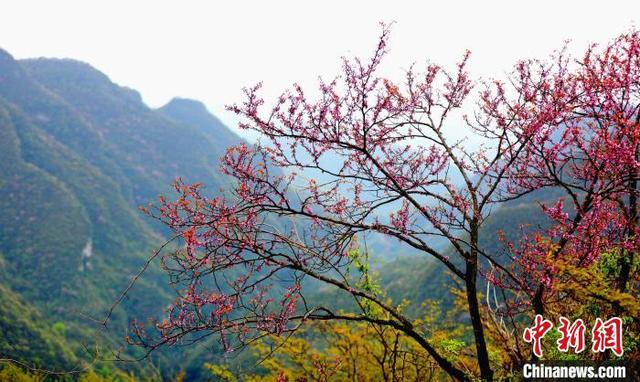 紫金花树图片大全，紫荆花树有几种品种（三峡百里荒：紫荆漫山若云霞）