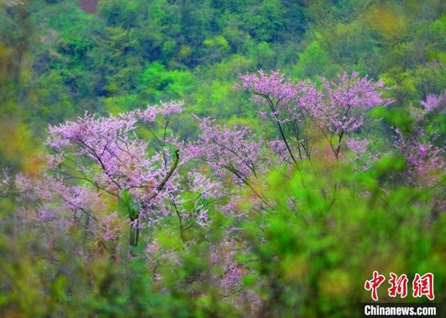 紫金花树图片大全，紫荆花树有几种品种（三峡百里荒：紫荆漫山若云霞）