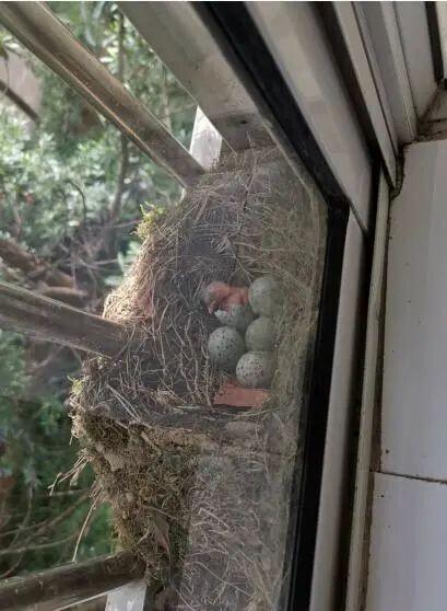 鸟儿在家里阳台筑巢好不好，风水讲麻雀是什么寓意（长沙一市民家阳台连续5年被同一种鸟筑巢）