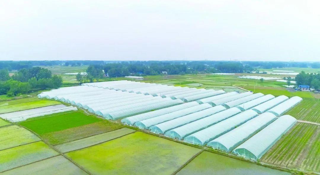 田家庵之窗(田家庵区区长)