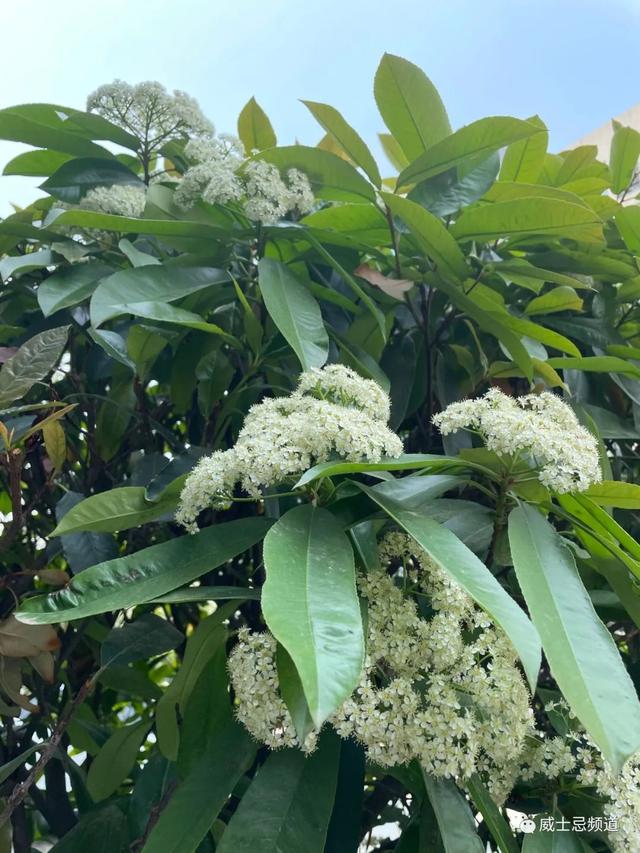 石楠花为什么叫最污花，红石楠花为什么叫最污花（但苏格兰威士忌里的石楠是否就是那传说中不可描述的气味）