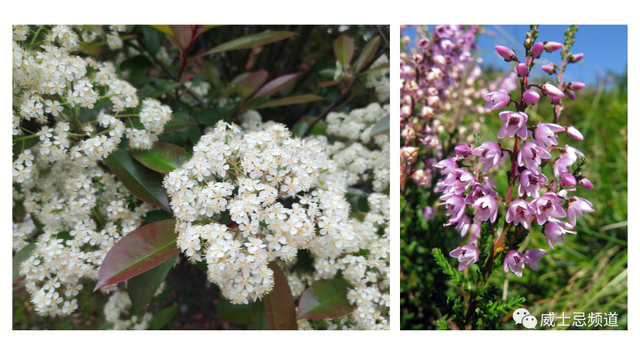 石楠花为什么叫最污花，红石楠花为什么叫最污花（但苏格兰威士忌里的石楠是否就是那传说中不可描述的气味）