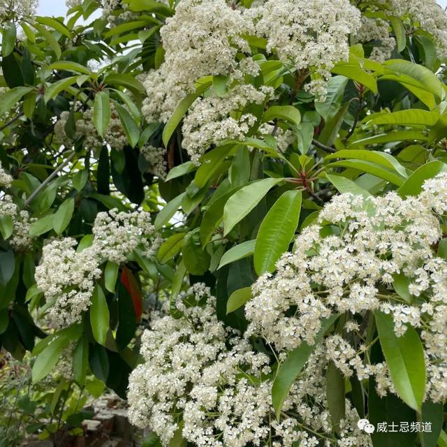 石楠花为什么叫最污花，红石楠花为什么叫最污花（但苏格兰威士忌里的石楠是否就是那传说中不可描述的气味）