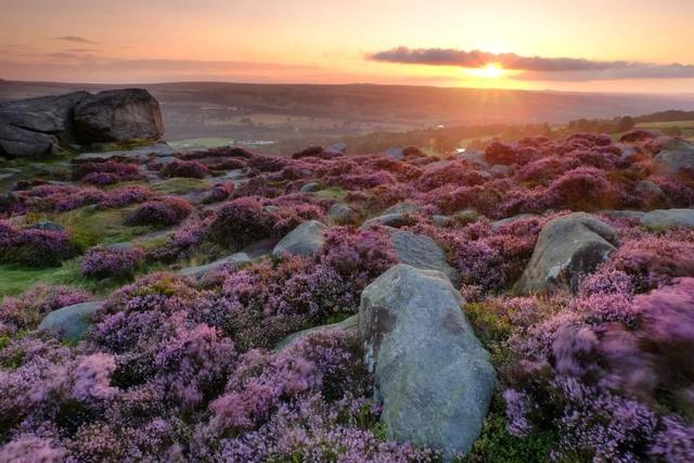 石楠花为什么叫最污花，红石楠花为什么叫最污花（但苏格兰威士忌里的石楠是否就是那传说中不可描述的气味）