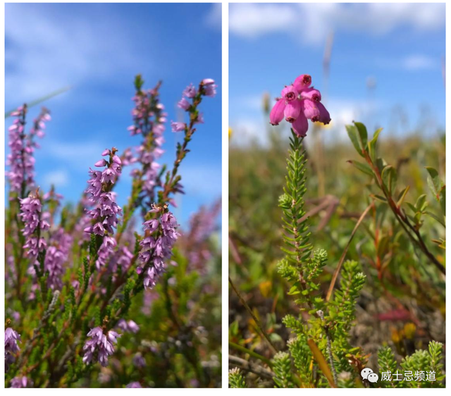 石楠花为什么叫最污花，红石楠花为什么叫最污花（但苏格兰威士忌里的石楠是否就是那传说中不可描述的气味）