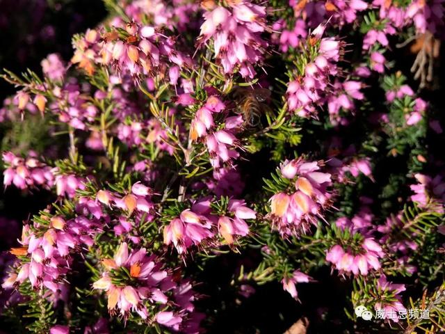 石楠花为什么叫最污花，红石楠花为什么叫最污花（但苏格兰威士忌里的石楠是否就是那传说中不可描述的气味）