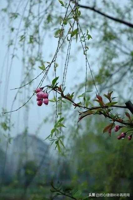 什么样的春雨(一阵什么的春雨)插图(1)