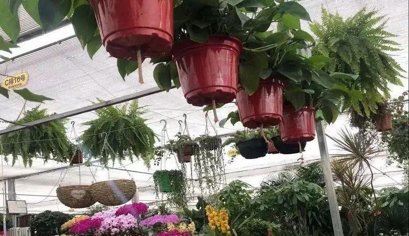 西安花鸟市场(北京最大的花鸟市场)