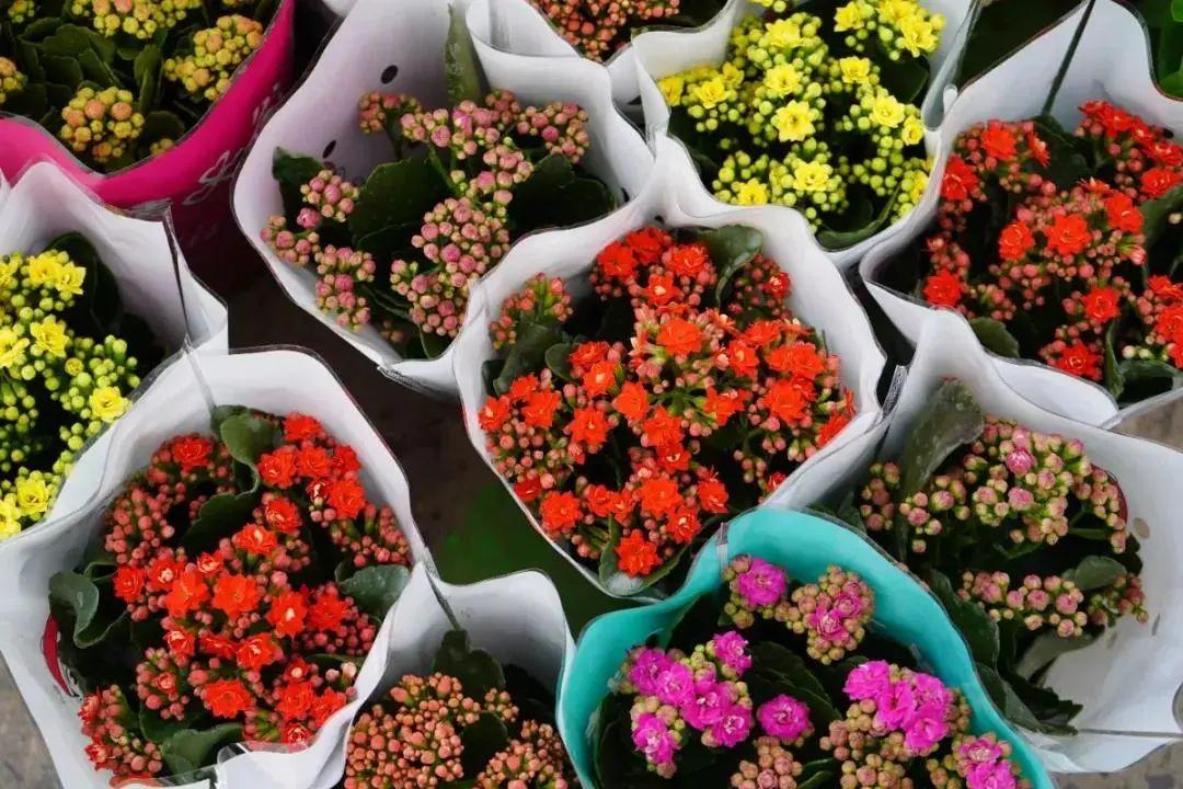 西安花鸟市场(北京最大的花鸟市场)